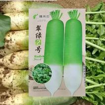 翠绿2号丰光一代半青半白萝卜种子山西省农科院蔬菜研究所繁