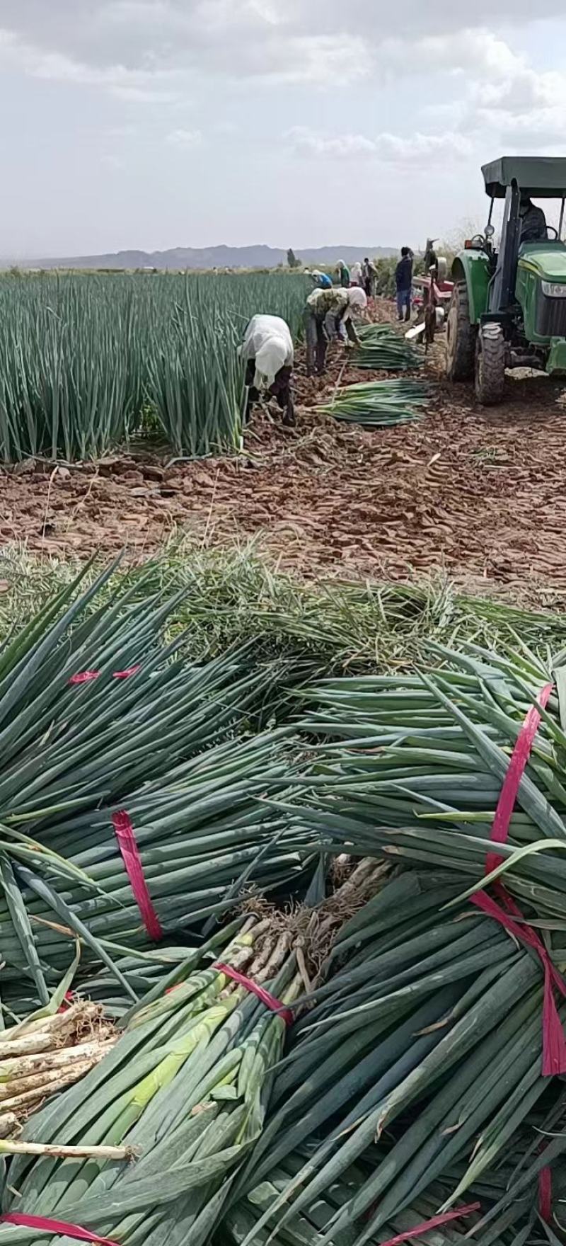 大葱