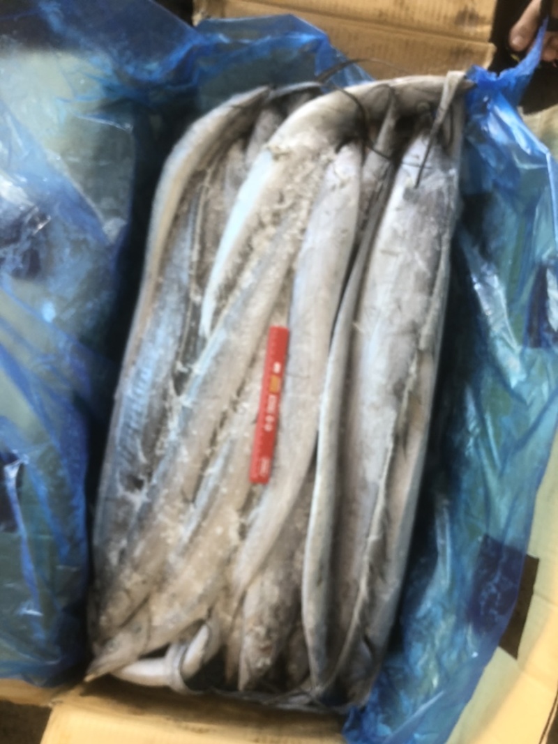 带鱼白眼带鱼小头带鱼小眼睛带鱼白鳞带鱼大带鱼鱼