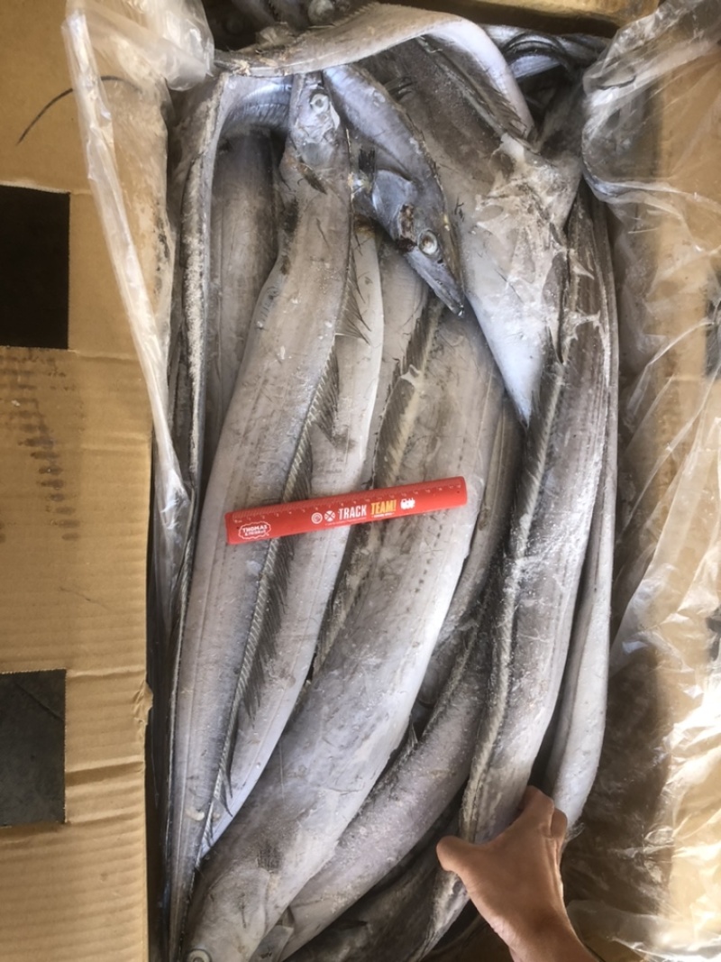 带鱼白眼带鱼小头带鱼小眼睛带鱼白鳞带鱼大带鱼鱼