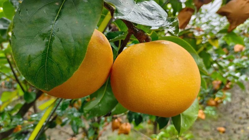 顺丰包邮正宗山东烟台莱阳秋月梨礼盒装5斤装大果一件代发