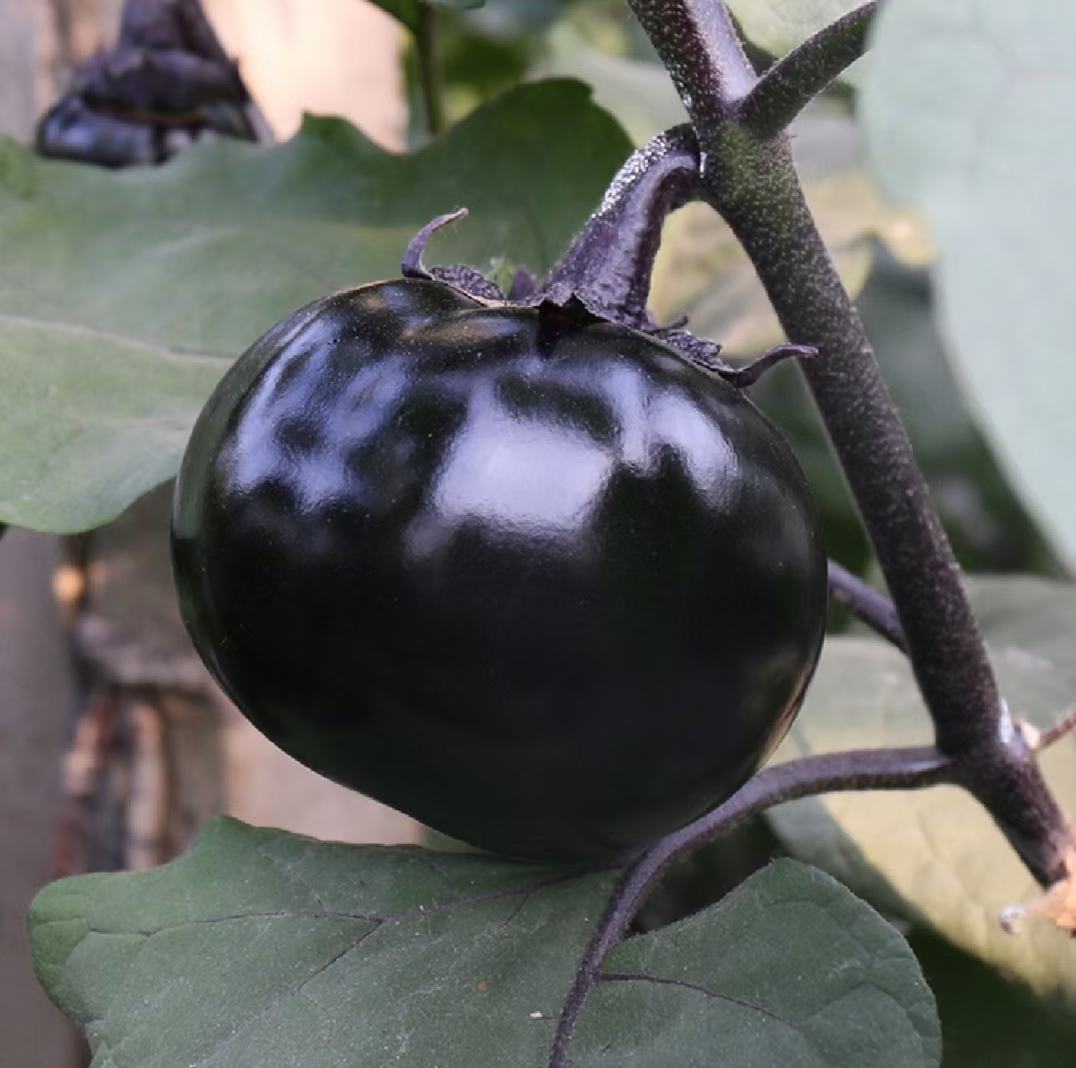 高清特写展示黑帅圆茄子的深黑色果皮和圆润饱满的果形,突出其品种特征 黑帅圆茄子特写