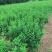 连翘球价格江苏连翘球价格表连翘苗报价