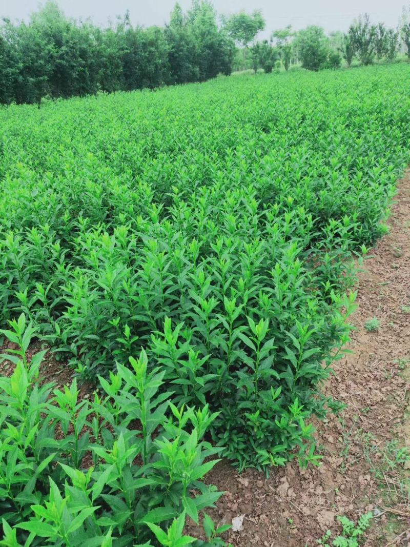 连翘球价格江苏连翘球价格表连翘苗报价