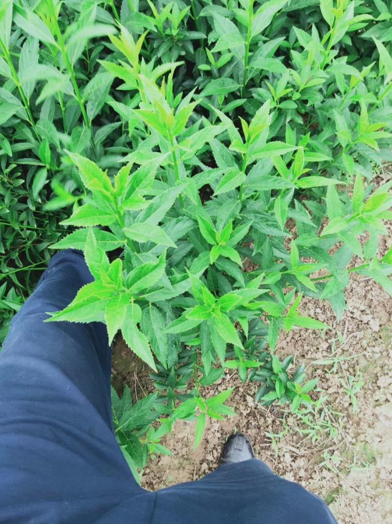 连翘球价格江苏连翘球价格表连翘苗报价