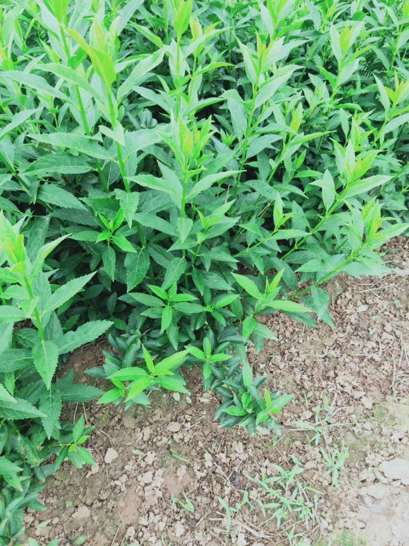 连翘球价格江苏连翘球价格表连翘苗报价