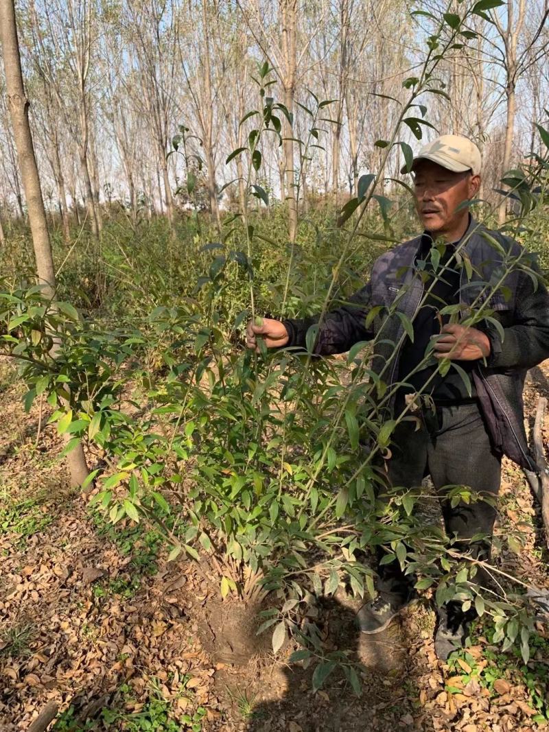 连翘球价格江苏连翘球价格表连翘苗报价