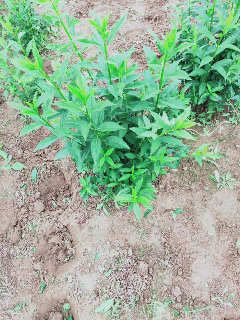 连翘球价格江苏连翘球价格表连翘苗报价