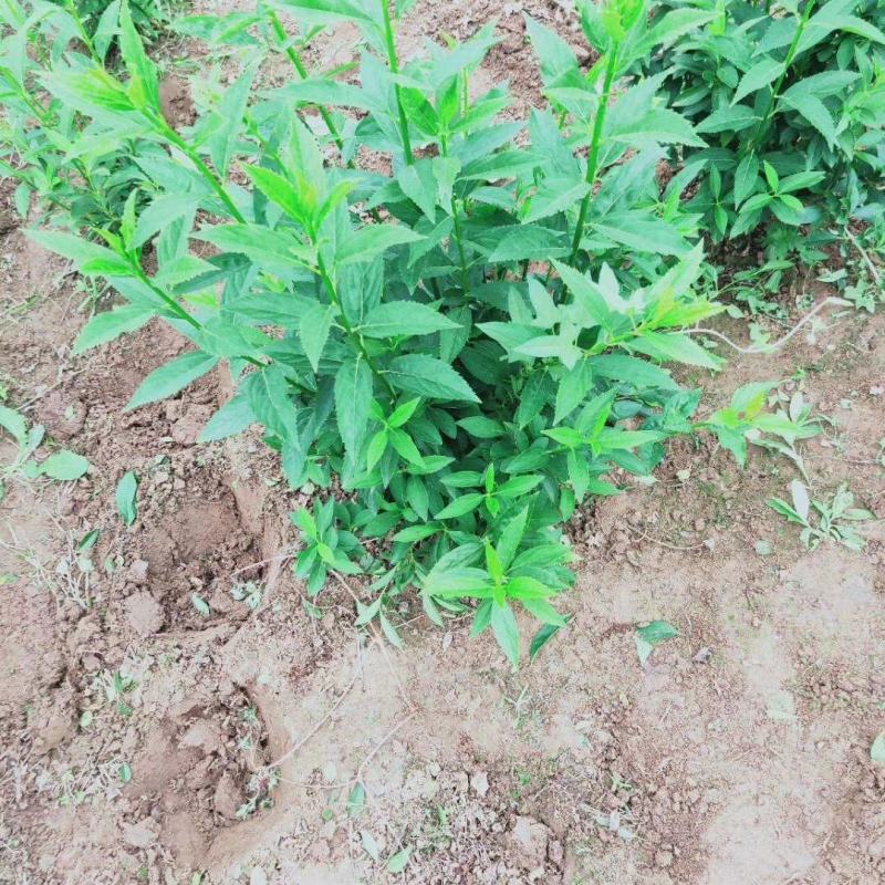 连翘球价格江苏连翘球价格表连翘苗报价