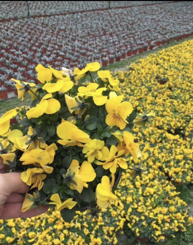 基地大量出售角堇各种颜色的角堇量大从优