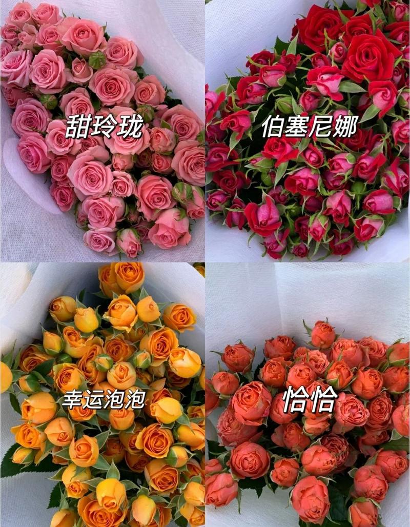 多头玫瑰各种品种都有物美价廉