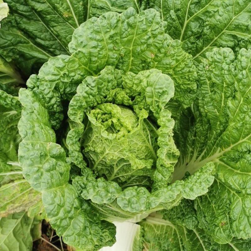 威宁高山大白菜