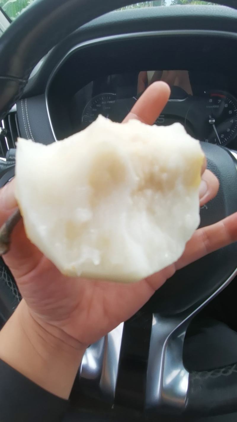 绿色食品秋月梨上市中，酥脆无渣，种植基地。