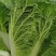 威宁高山大白菜