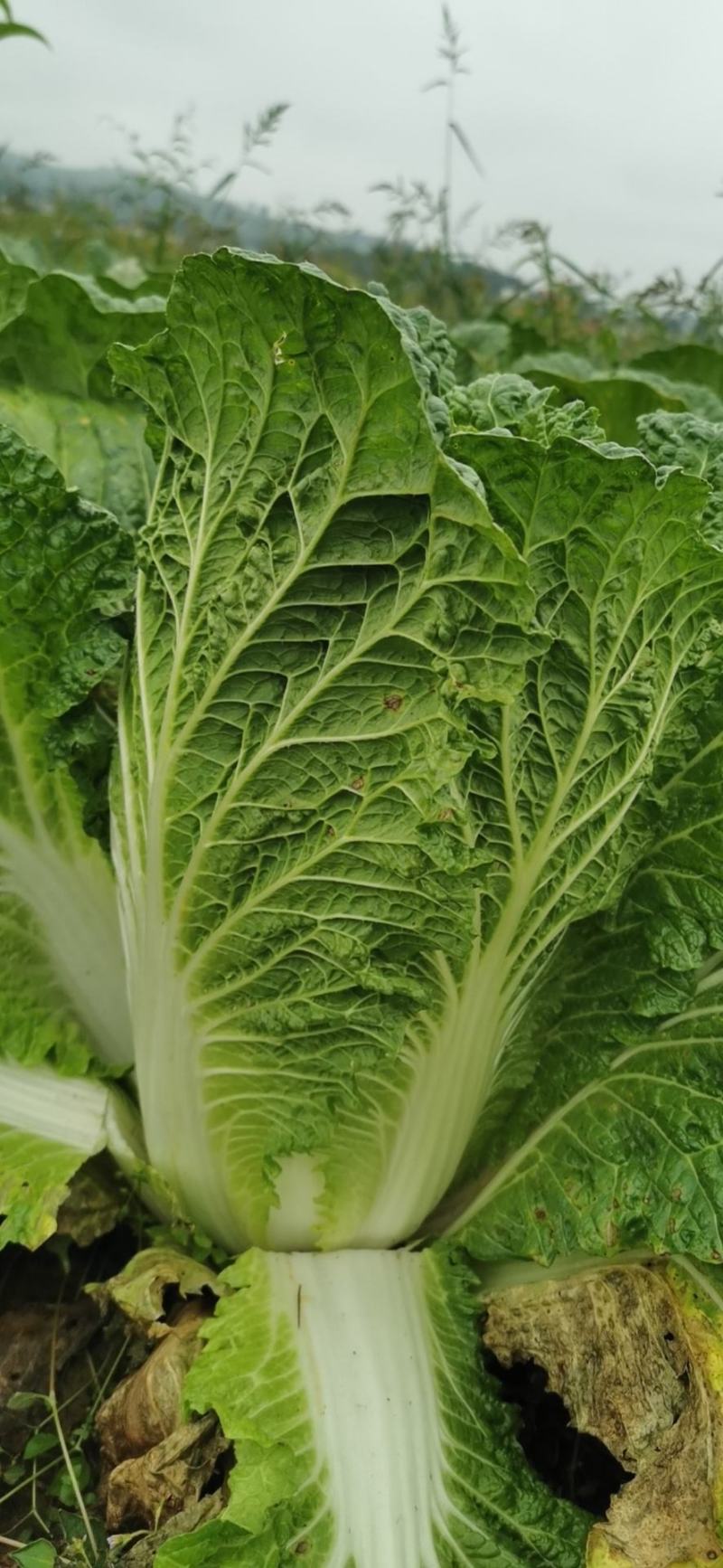 威宁高山大白菜