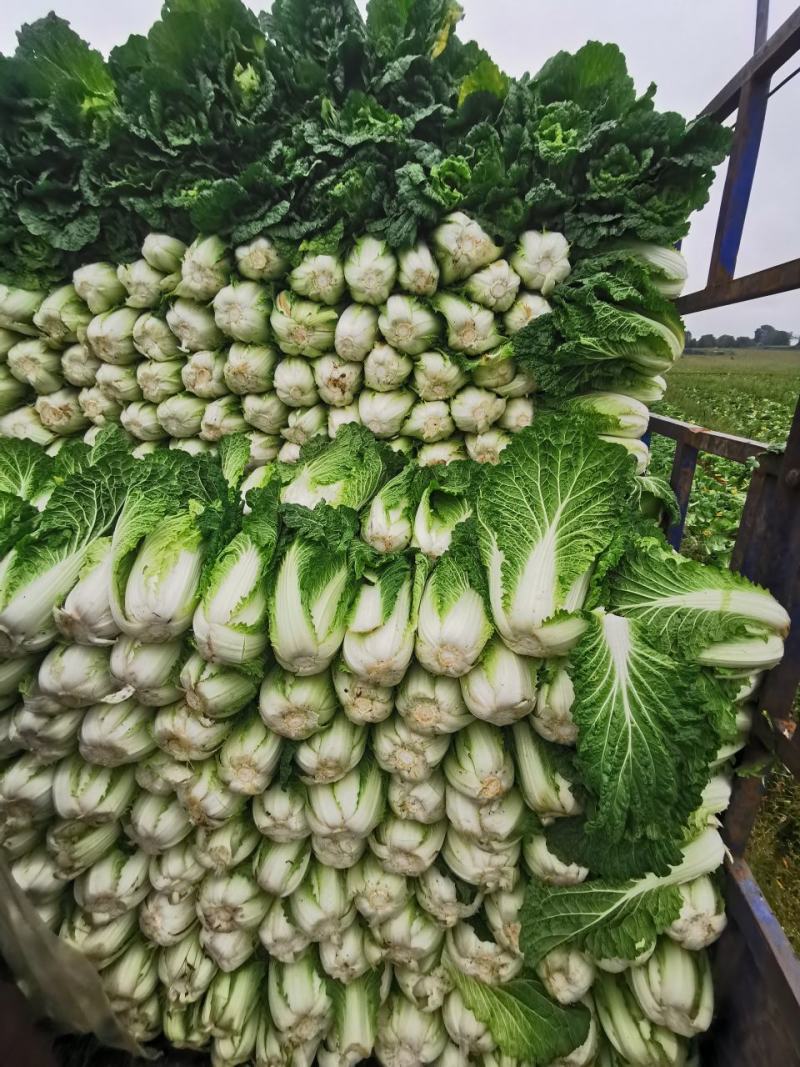 威宁高山大白菜