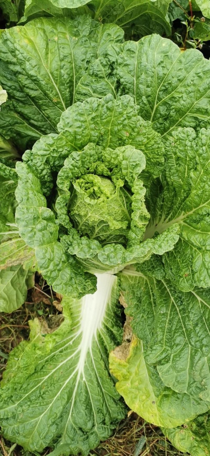 威宁高山大白菜