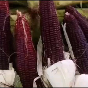 万糯200.水果玉米，黑玉米，支持电商
