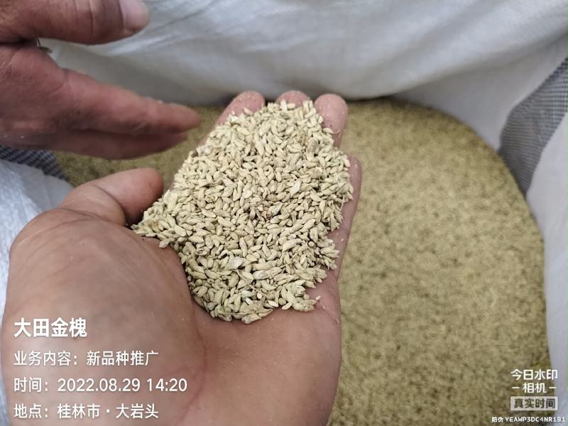 自产自销金槐米，槐花