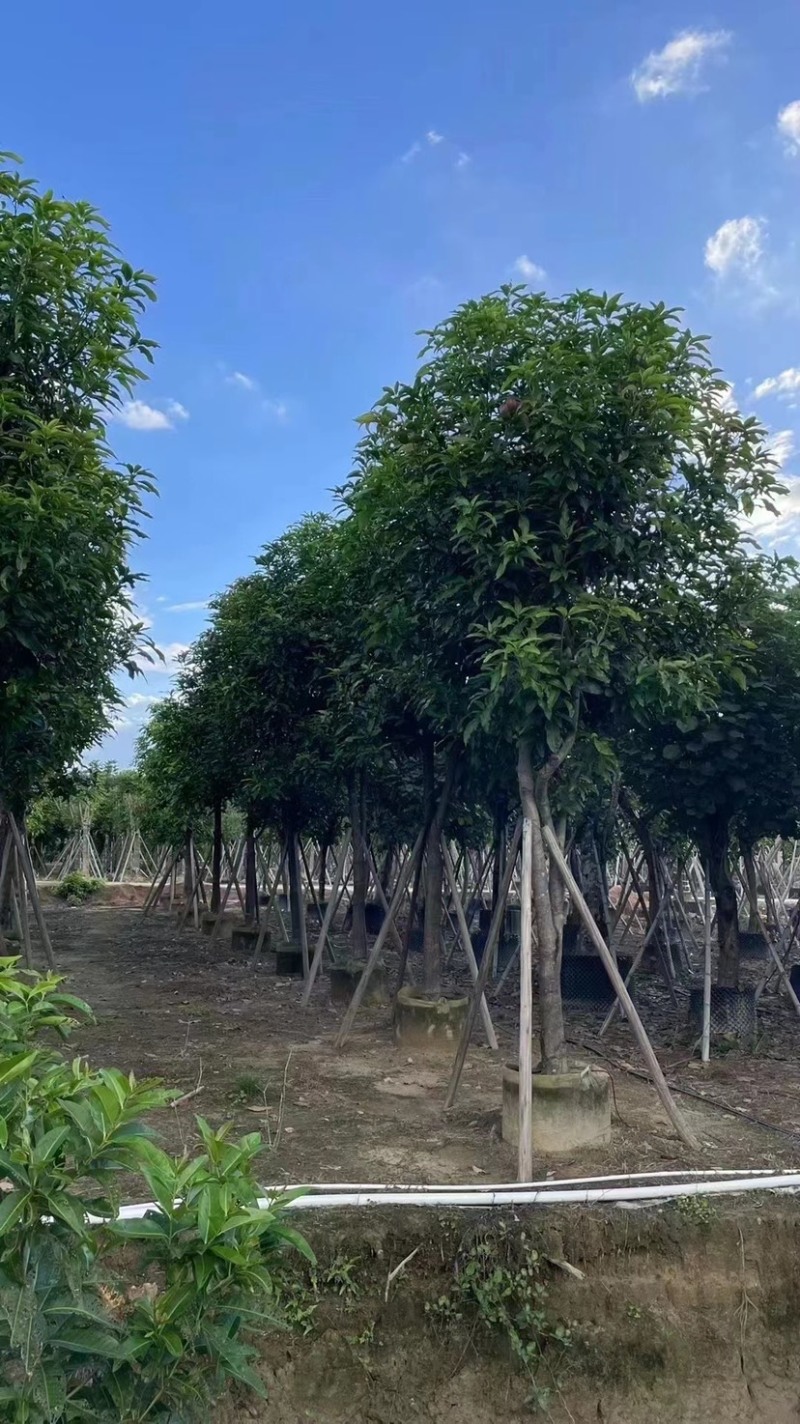 芒果12-18公分大量现货供应