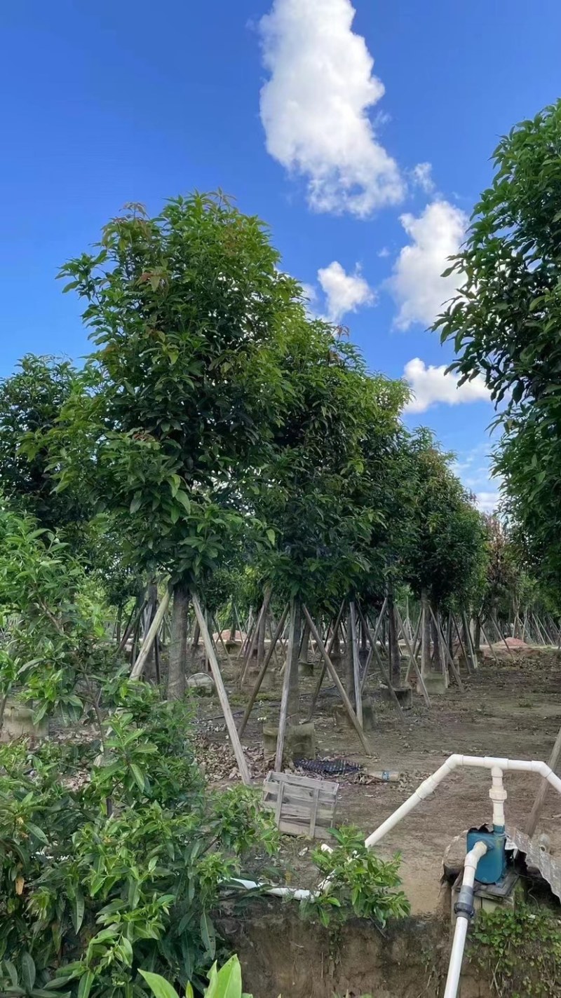 芒果12-18公分大量现货供应