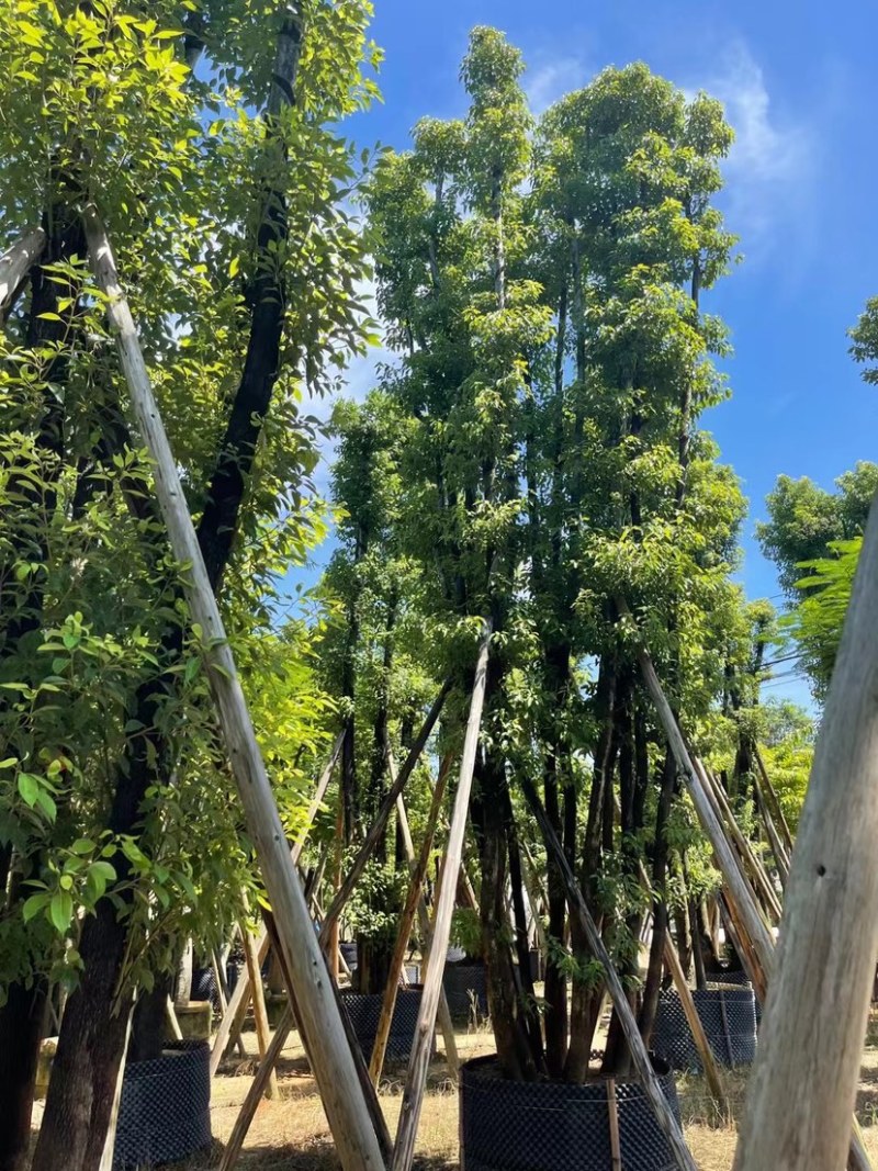 丛生香樟40-70分，叶子开始变茂盛了，有需要的老板联系