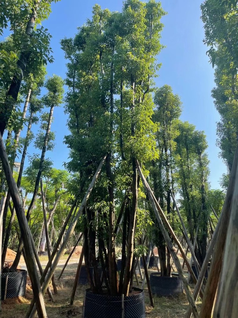 丛生香樟40-70分，叶子开始变茂盛了，有需要的老板联系
