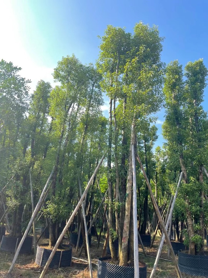 丛生香樟40-70分，叶子开始变茂盛了，有需要的老板联系