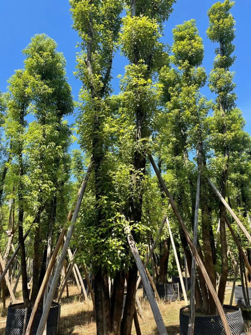 丛生香樟40-70分，叶子开始变茂盛了，有需要的老板联系