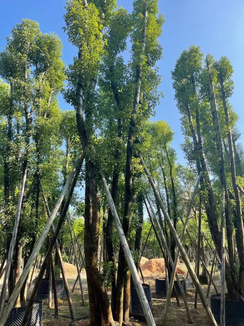 丛生香樟40-70分，叶子开始变茂盛了，有需要的老板联系