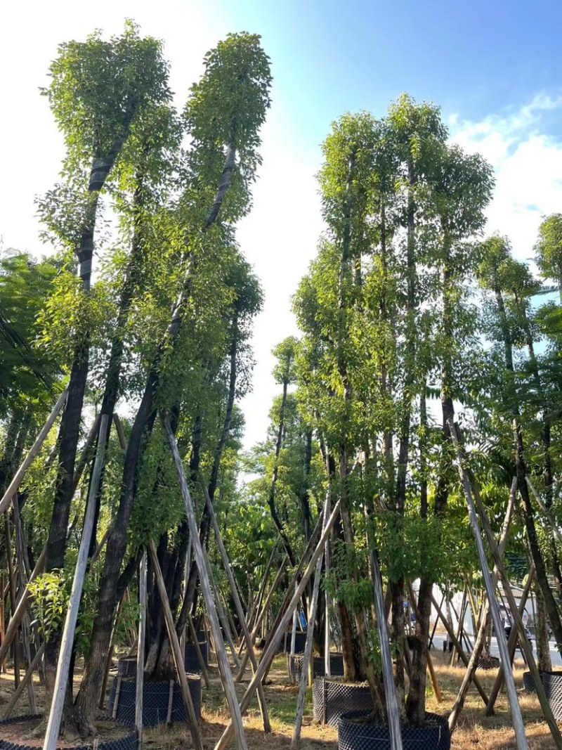 丛生香樟40-70分，叶子开始变茂盛了，有需要的老板联系