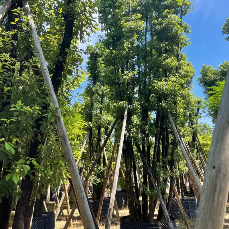 丛生香樟40-70分，叶子开始变茂盛了，有需要的老板联系