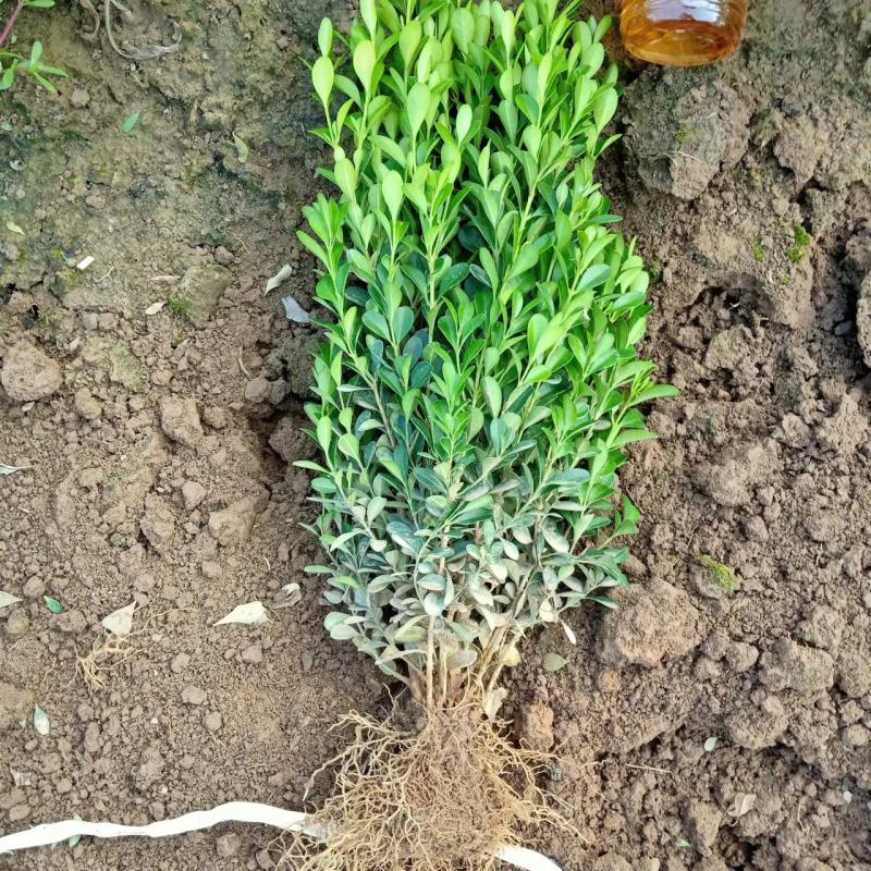 豆瓣黄杨高度30/40，冠幅15/20，量大质优