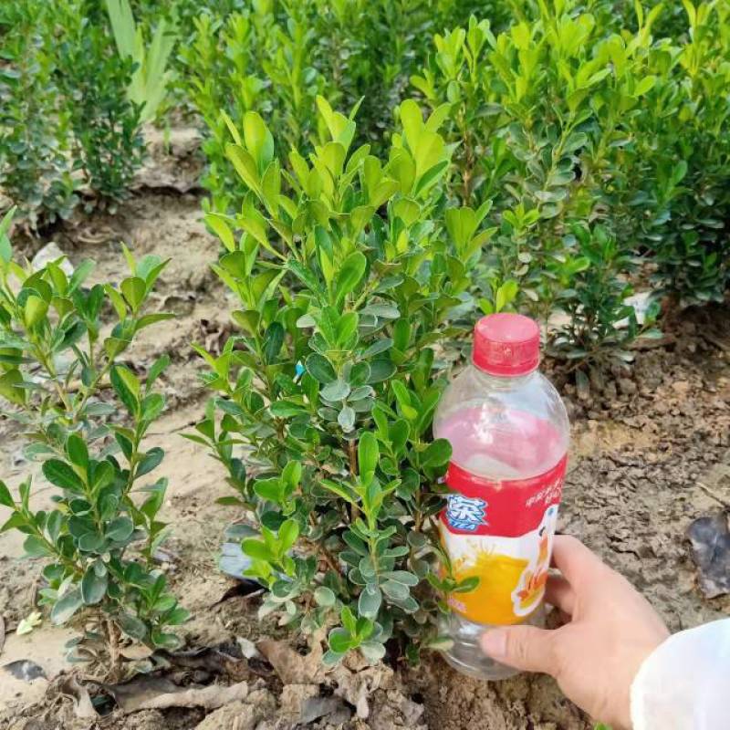 豆瓣黄杨高度30/40，冠幅15/20，量大质优