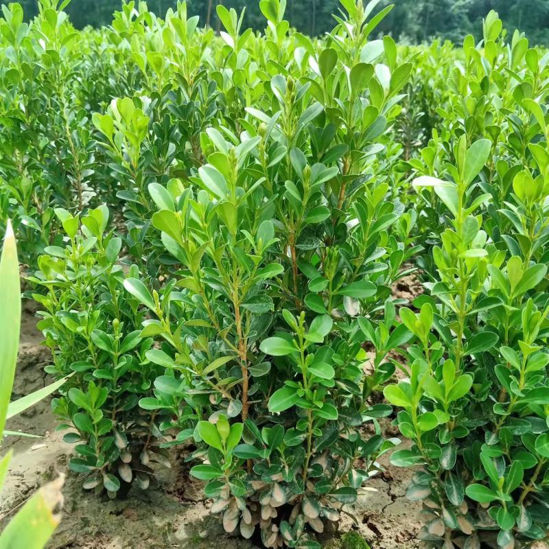 豆瓣黄杨高度30/40，冠幅15/20，量大质优