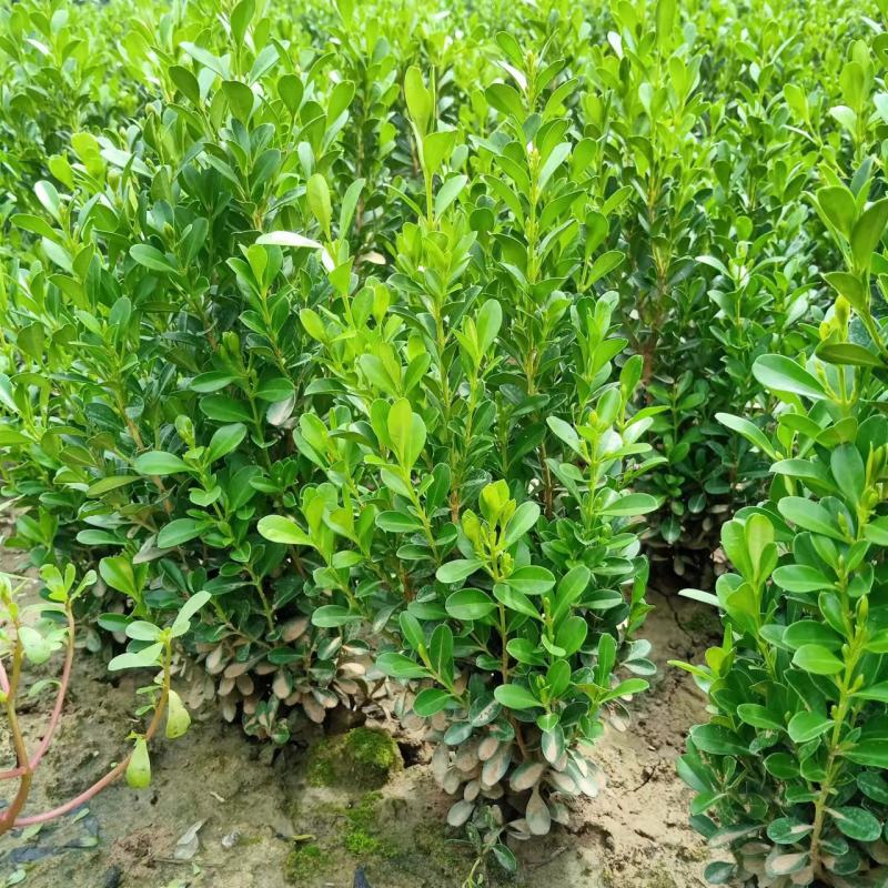 豆瓣黄杨高度30/40，冠幅15/20，量大质优
