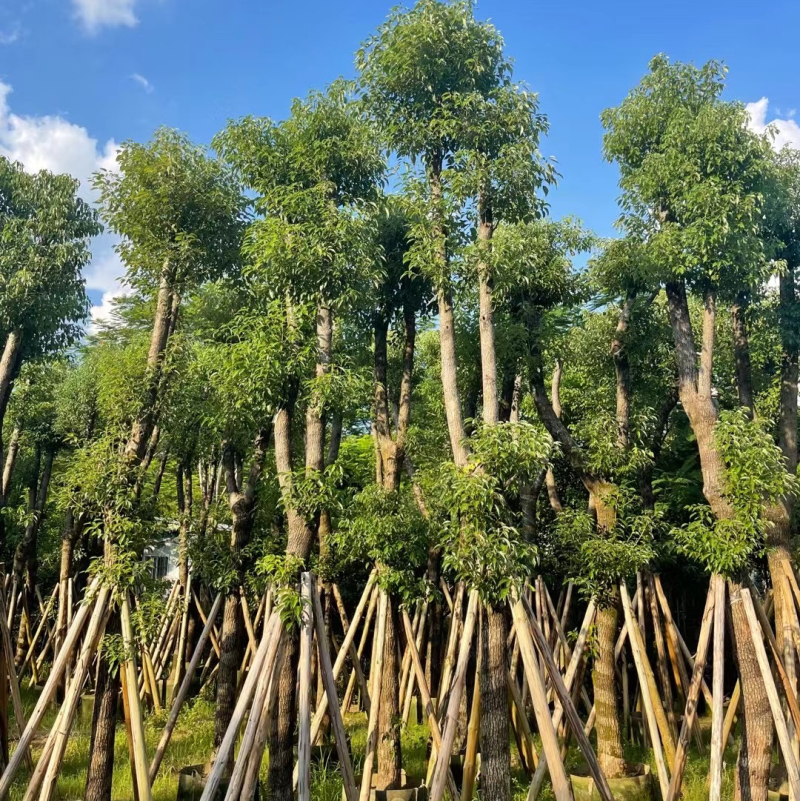 香樟骨架苗12-40公分，大量现货供应需要的老板联系