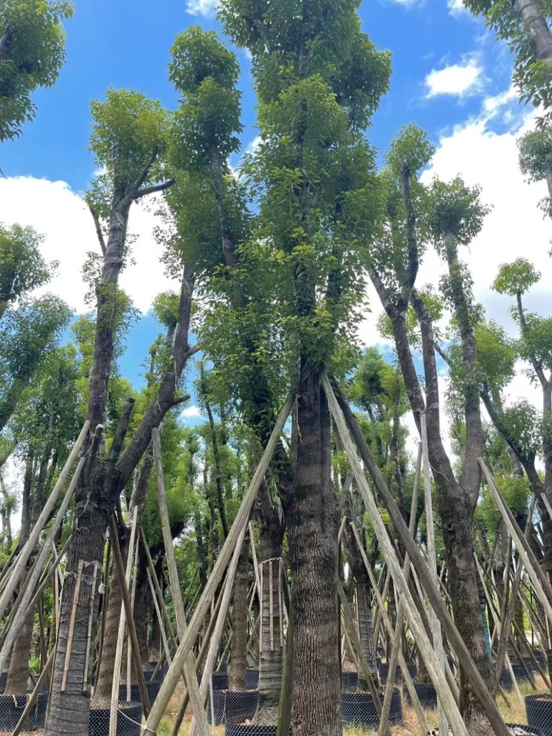 香樟骨架苗12-40公分，大量现货供应需要的老板联系