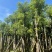 香樟骨架苗12-40公分，大量现货供应需要的老板联系