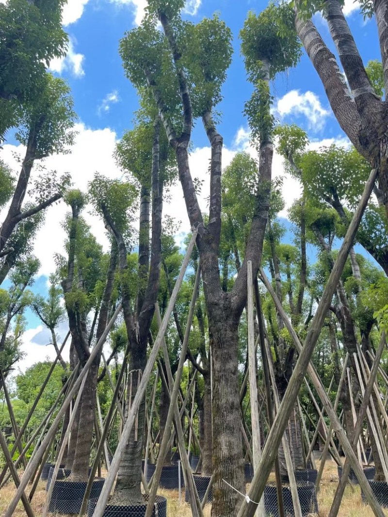 香樟骨架苗12-40公分，大量现货供应需要的老板联系
