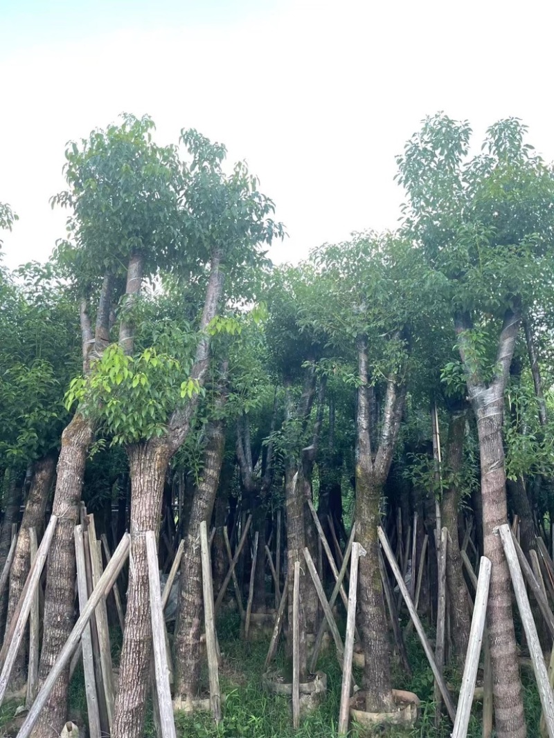 香樟骨架苗12-40公分，大量现货供应需要的老板联系
