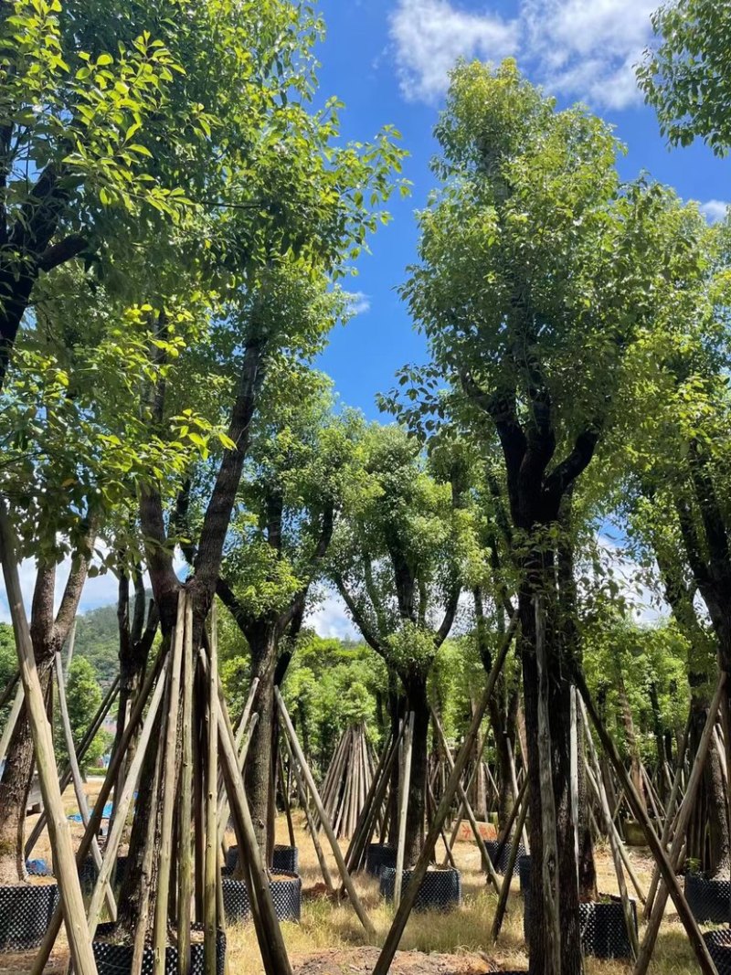 香樟骨架苗12-40公分，大量现货供应需要的老板联系