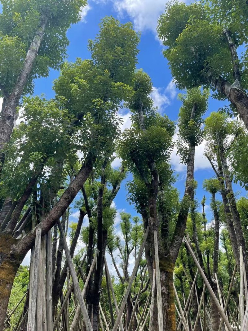 香樟骨架苗12-40公分，大量现货供应需要的老板联系