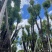 香樟骨架苗12-40公分，大量现货供应需要的老板联系