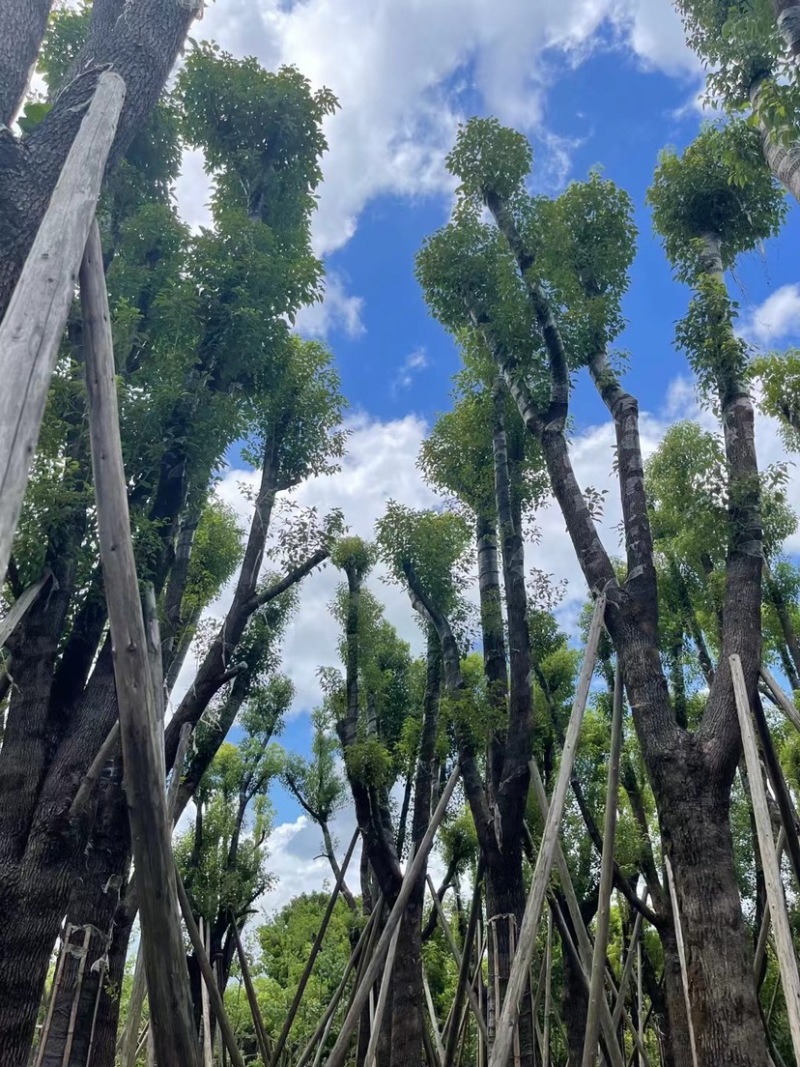 香樟骨架苗12-40公分，大量现货供应需要的老板联系