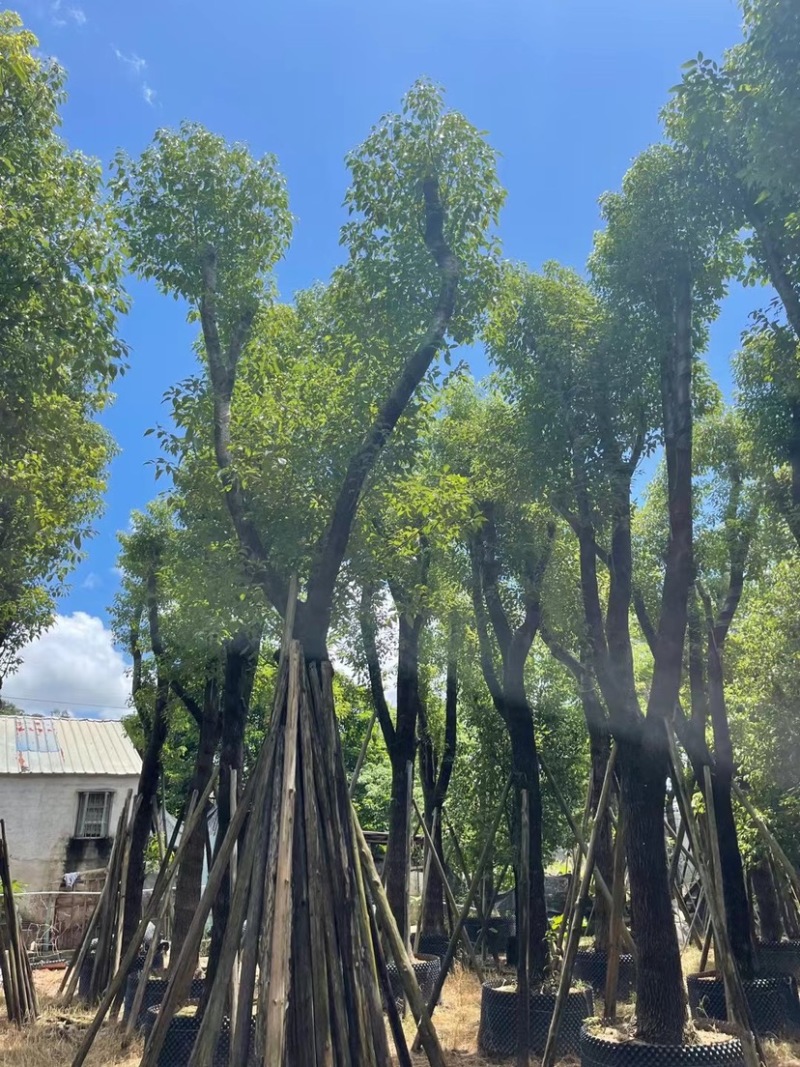 香樟骨架苗12-40公分，大量现货供应需要的老板联系