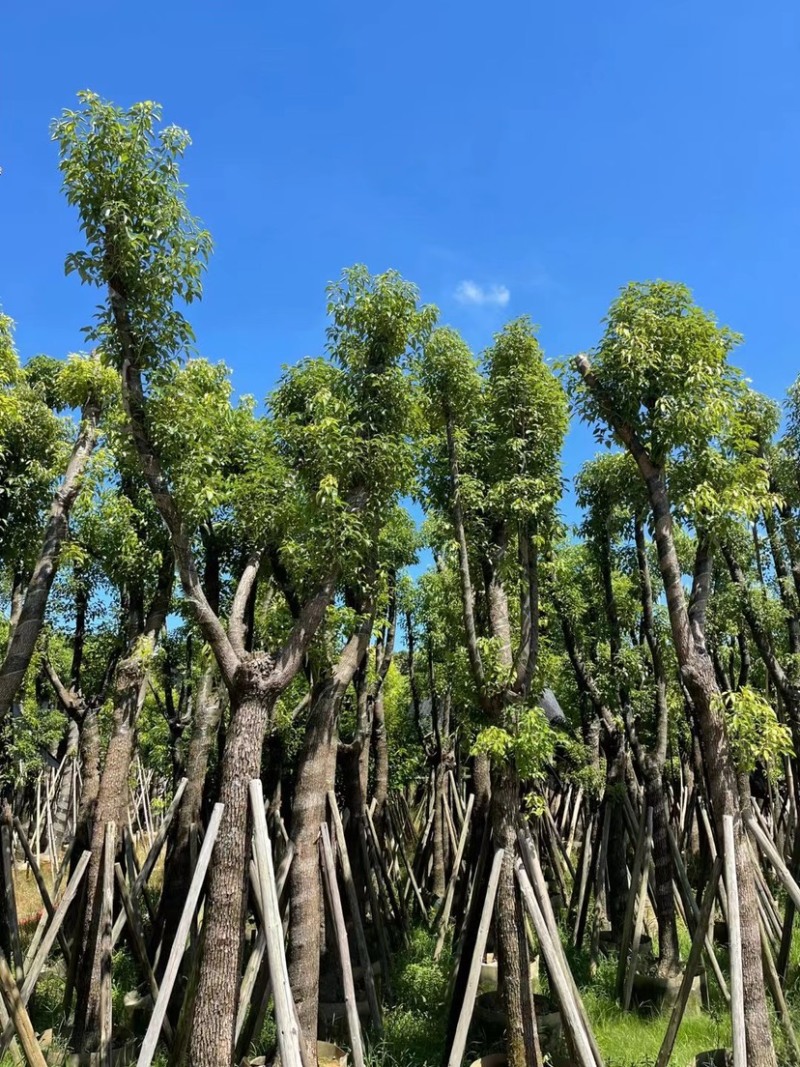 香樟骨架苗12-40公分，大量现货供应需要的老板联系