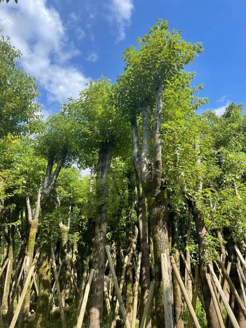 香樟骨架苗12-40公分，大量现货供应需要的老板联系