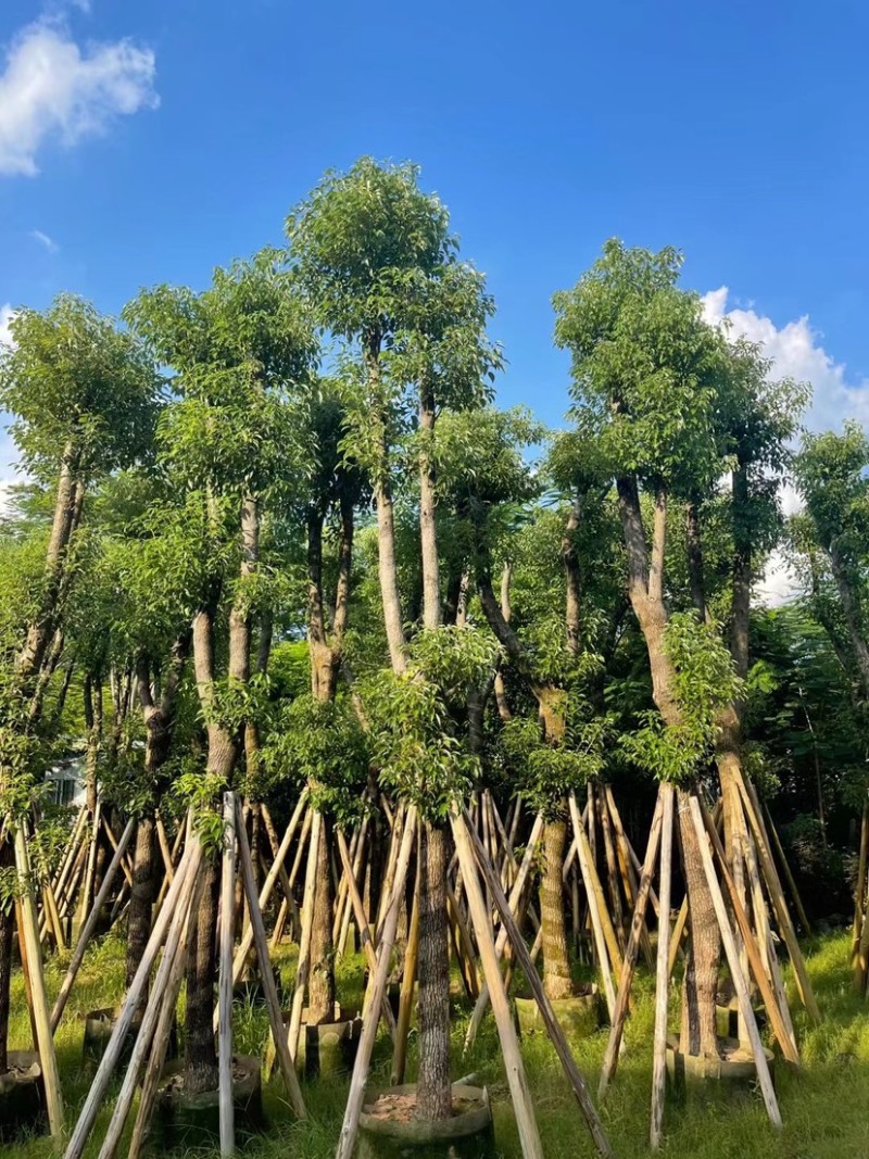 香樟骨架苗12-40公分，大量现货供应需要的老板联系