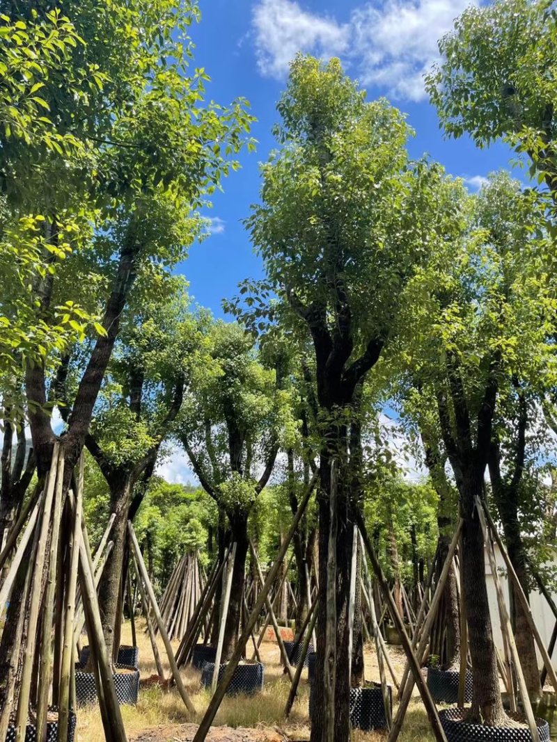 香樟骨架苗12-40公分，大量现货供应需要的老板联系